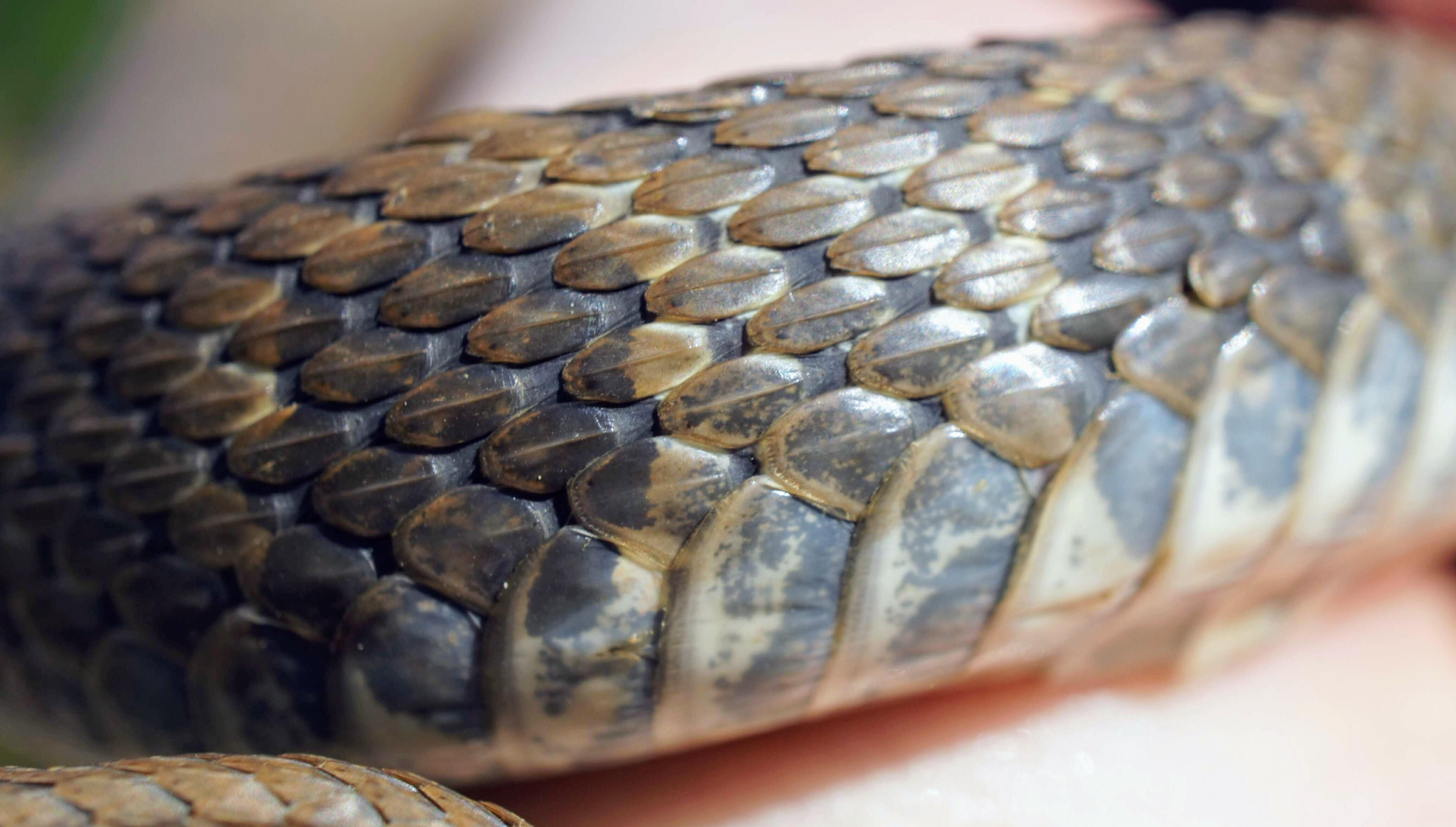 Water snake scales [OC] [6000x4000] | Scrolller