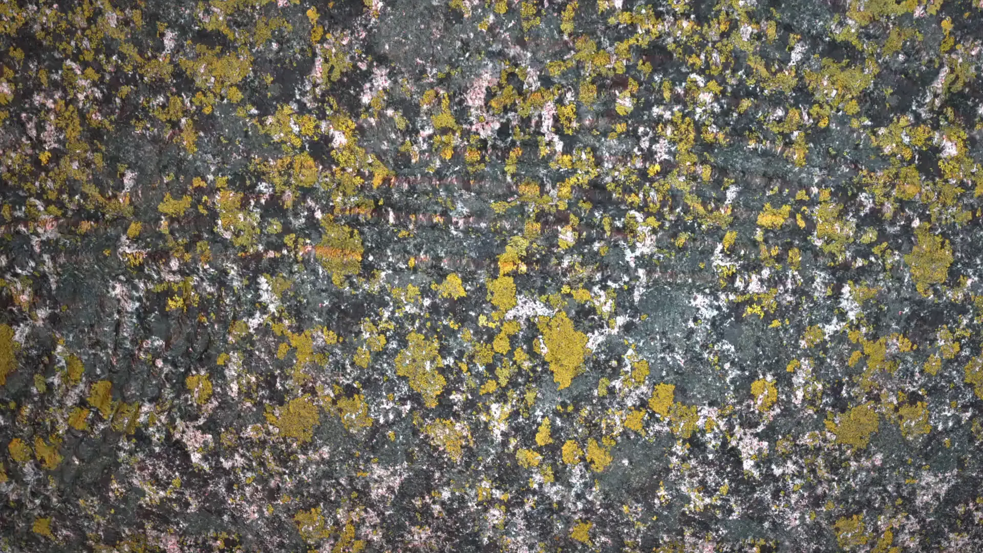 wavy lichen rock vellum sim