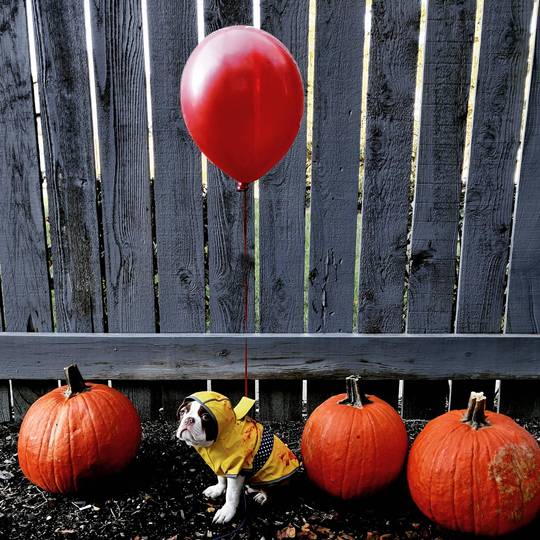 We all bark down here