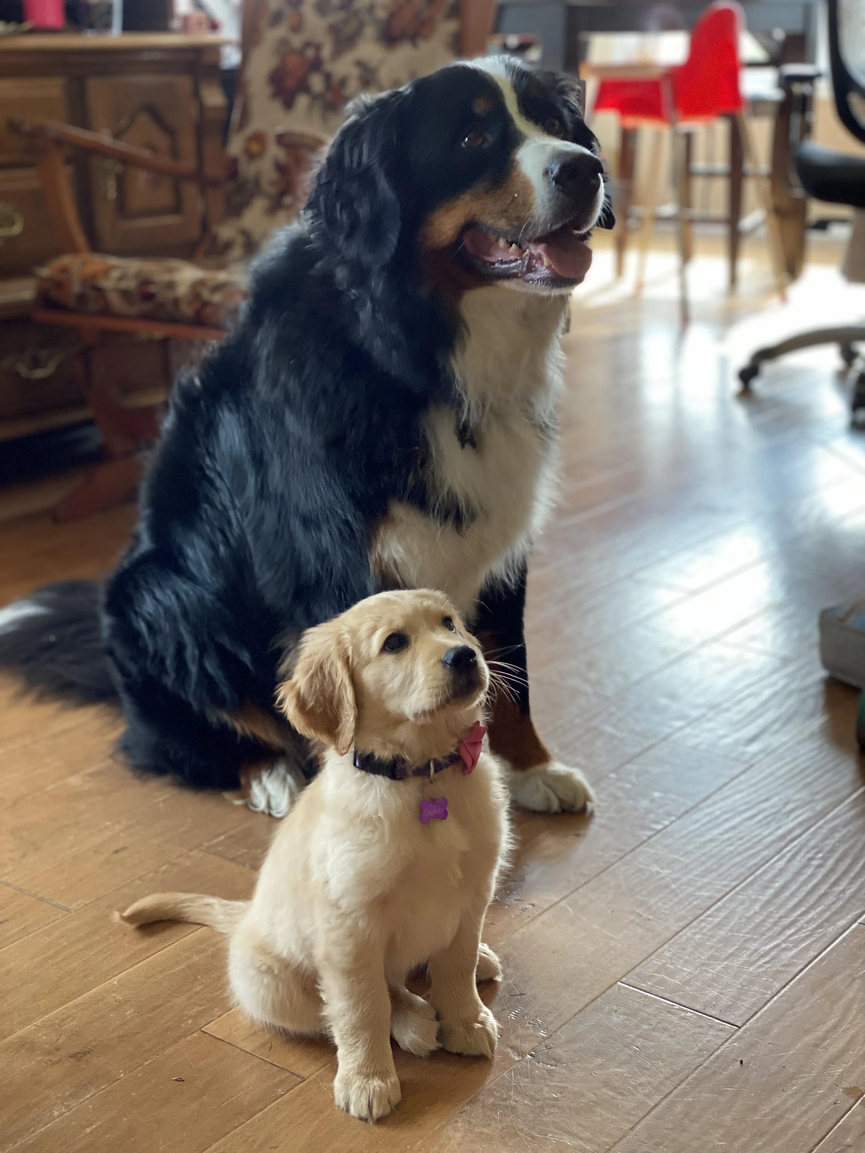 We upgraded our lab equipment. Bunsen (our Berner) now has a little sister named Beaker.