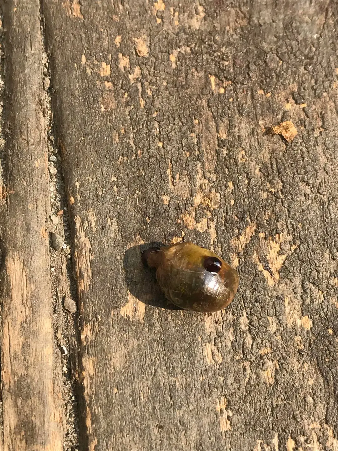 A small snail on a piece of week old liver, faux bait for wildlife photography.