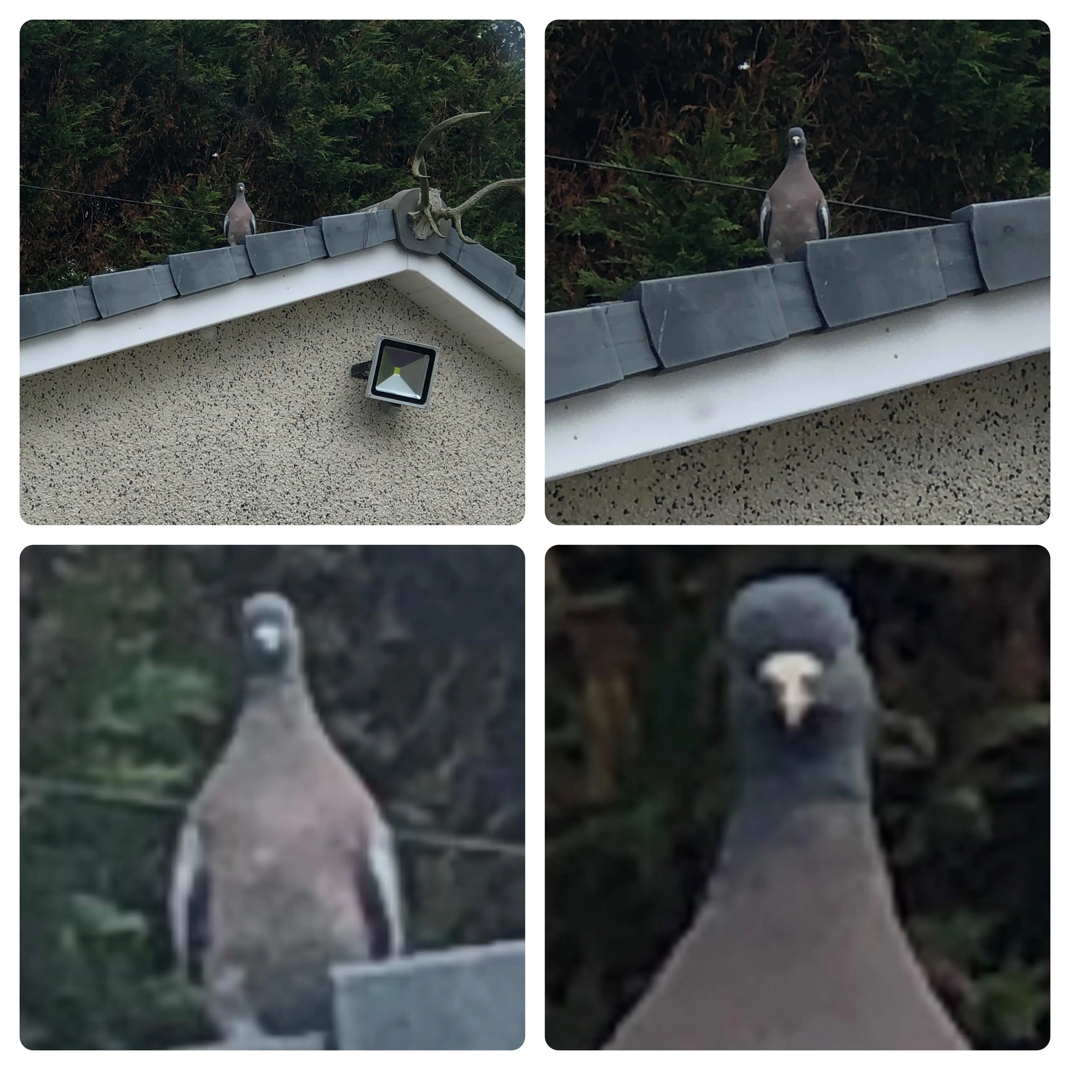 What do you want from me???!!!! (This pigeon has been staring at me for HALF AN HOUR!!! Why???!!!)