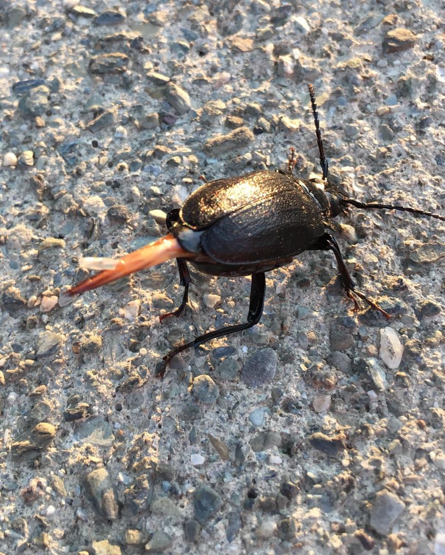 What is this beetle doing and what’s coming out of its back/bum?