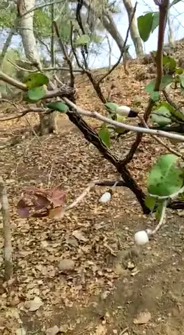 What plant is this?