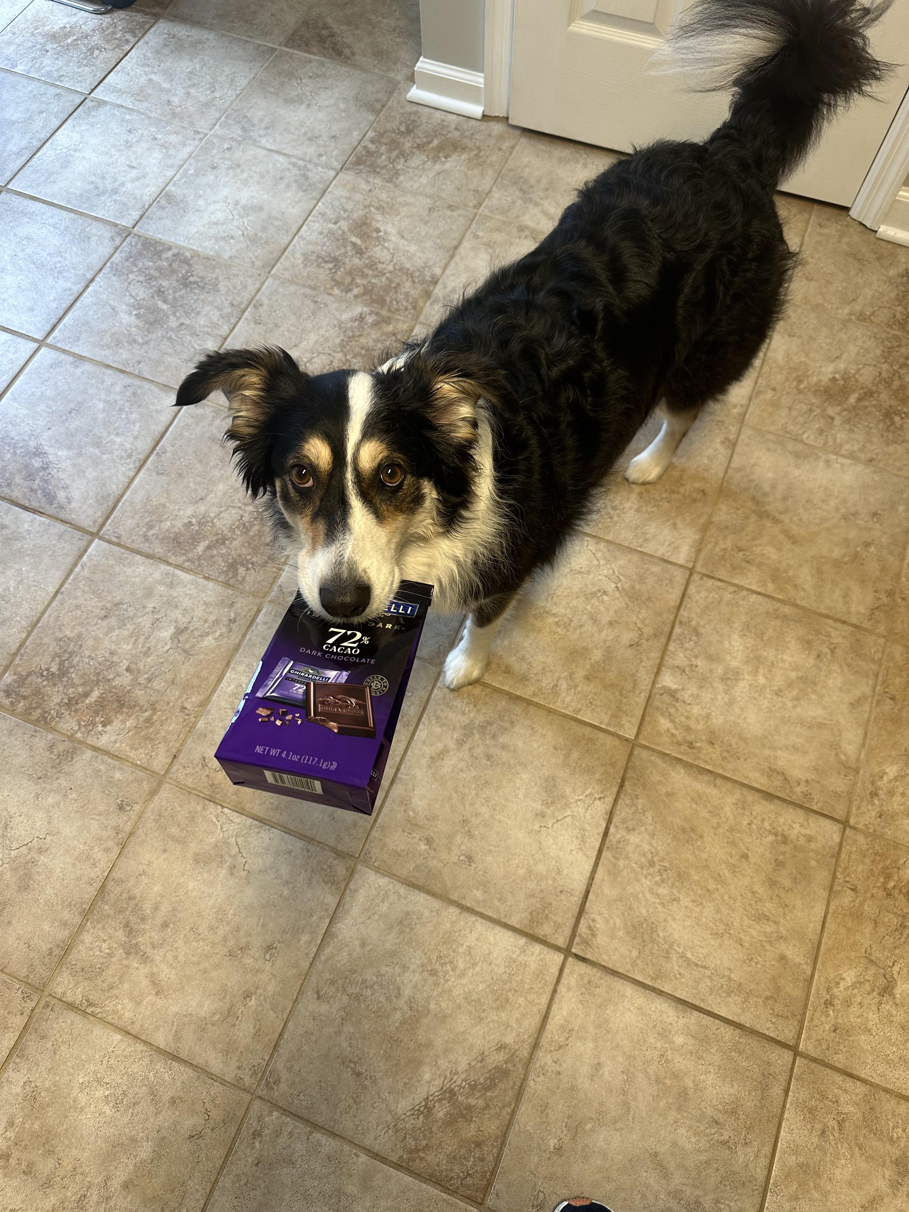 What random things are your dogs obsessed with?