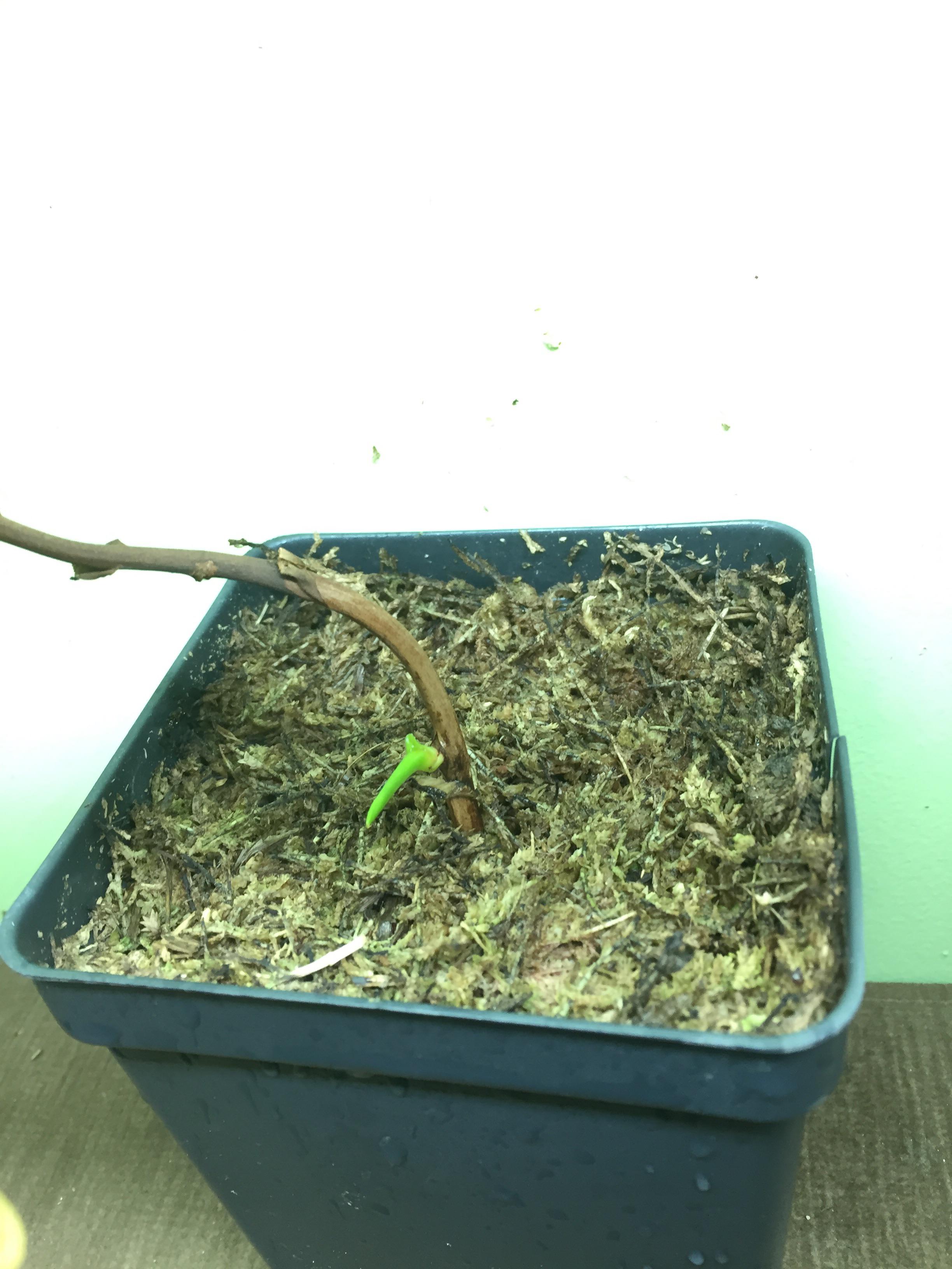 What Should I Do With A New Growth Point This Is An Established N what-should-i-do-with-a-new-growth-point-this-is-an-established-n