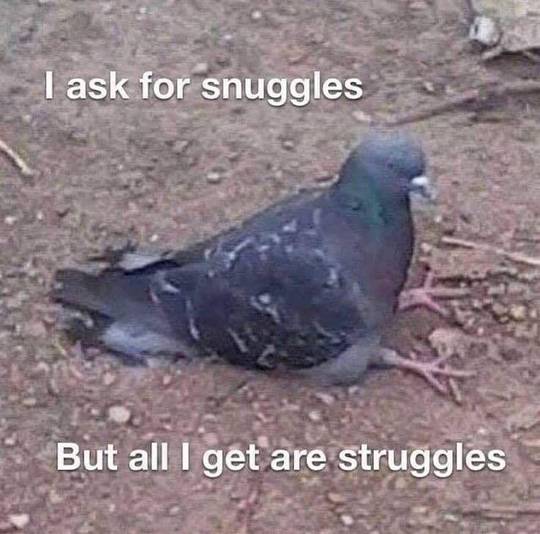When ur fave is one of the fanbase’s least faves so u give up hope of them ever coming back online