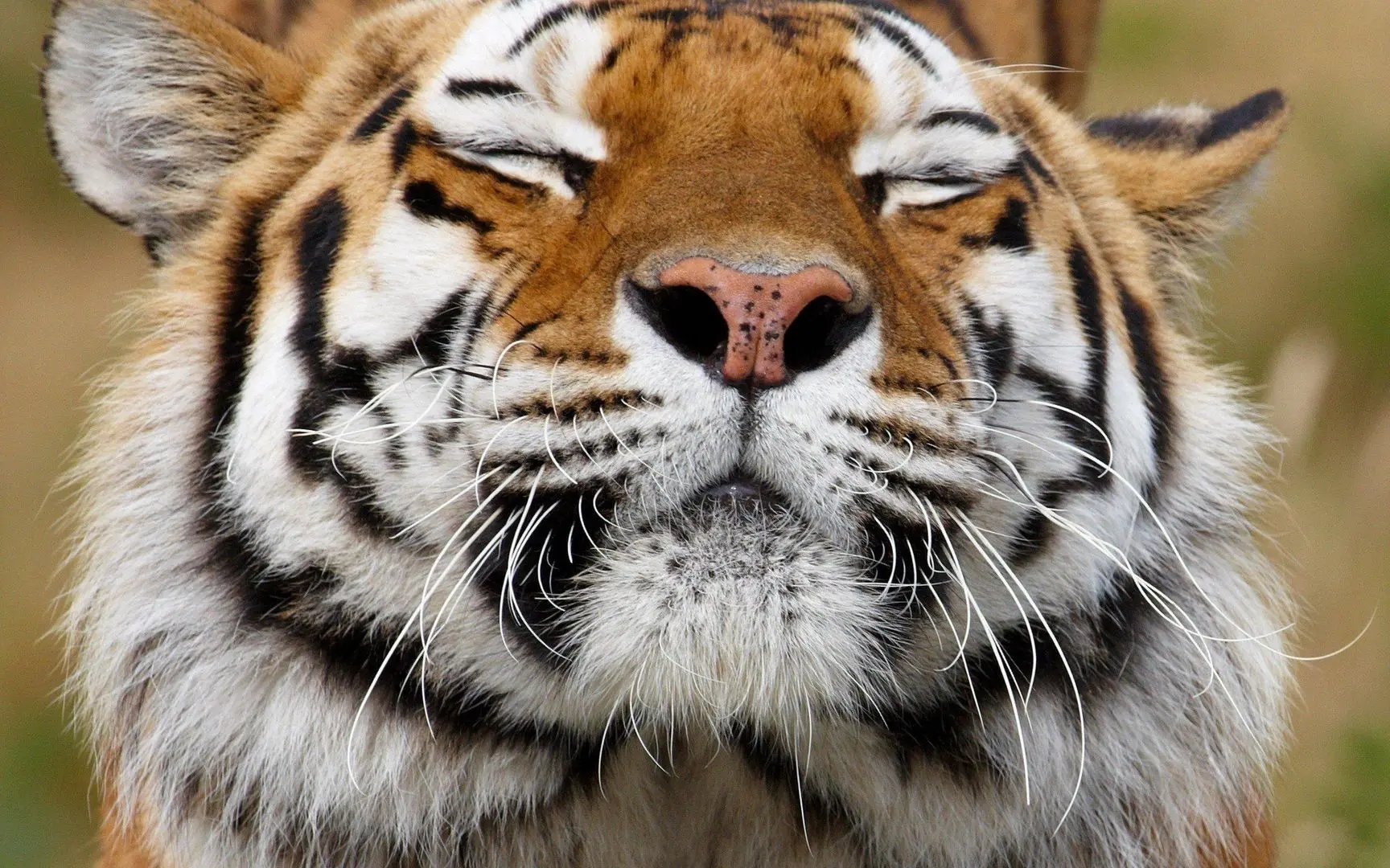 tigerporn