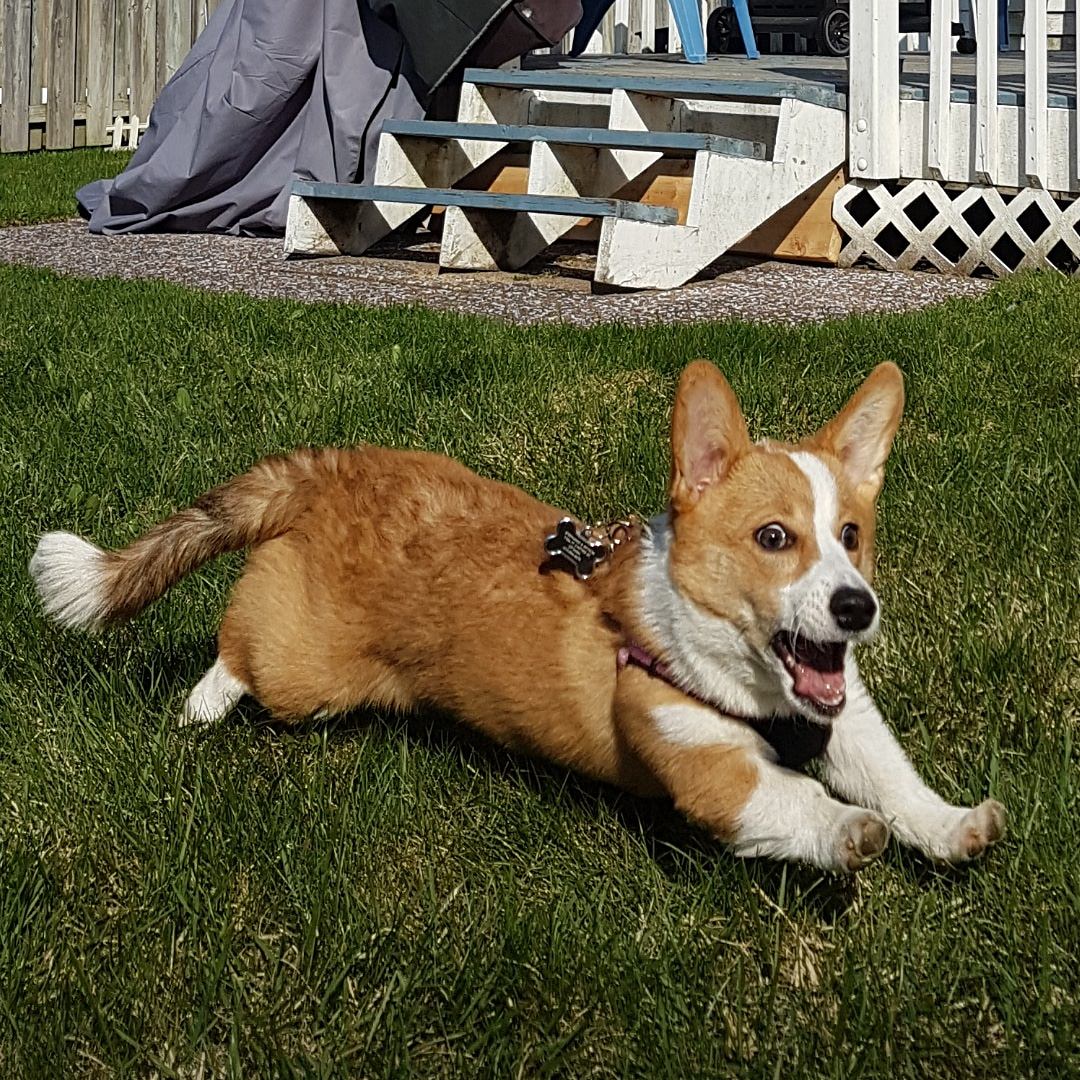 When you're running late for zoomies!
