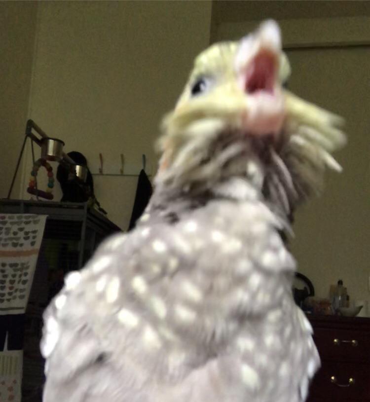 WHERE IS MY SEED HOOMAN