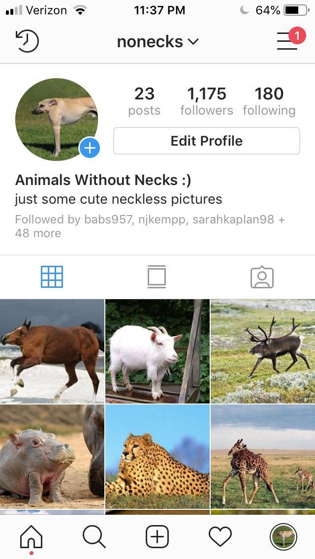 Which neckless animals should I bring to Instagram next?