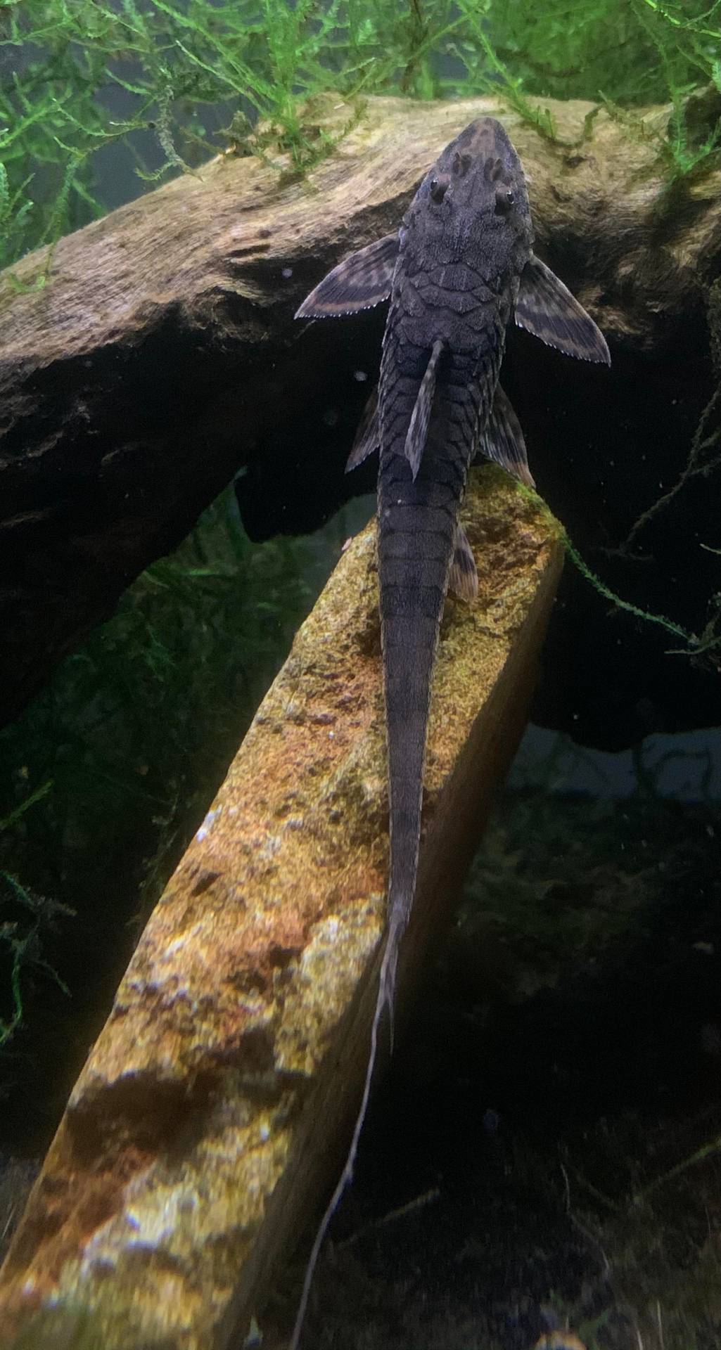 Whiptail Catfish