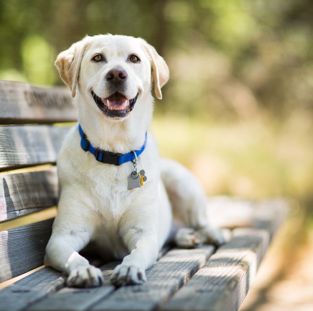 white dog taking rest on the bench