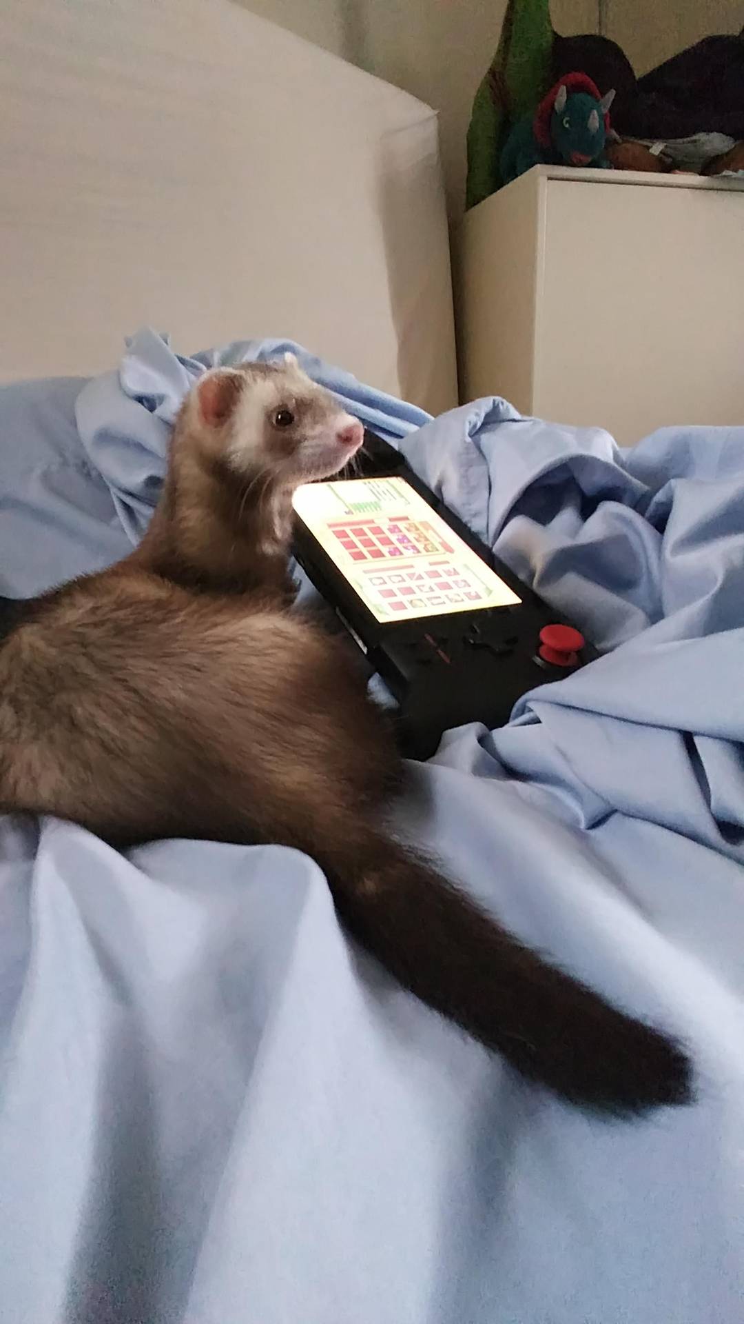 Who cares about e-girls when there are e-ferrets
