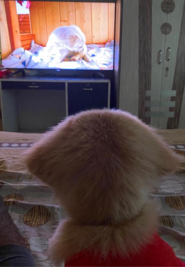 Who else a tv boy🐾