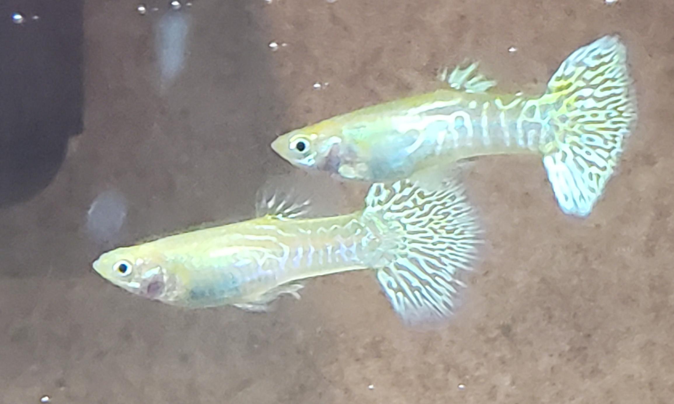 Why Are My New Guppies Hanging Out At The Top Of The Aquarium At Night why-are-my-new-guppies-hanging-out-at-the-top-of-the-aquarium-at-night