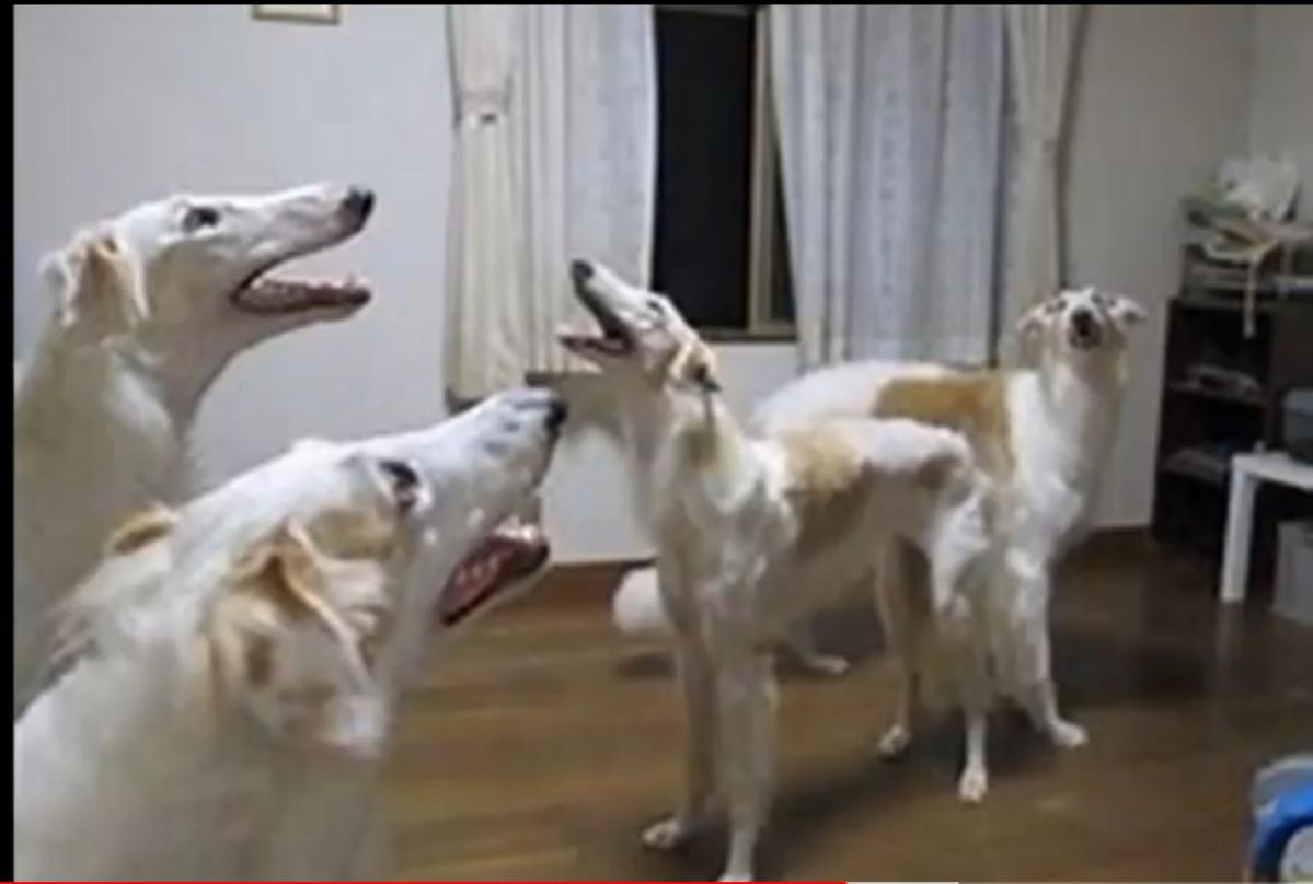 Why was this in a cursed image vid? They're adorable