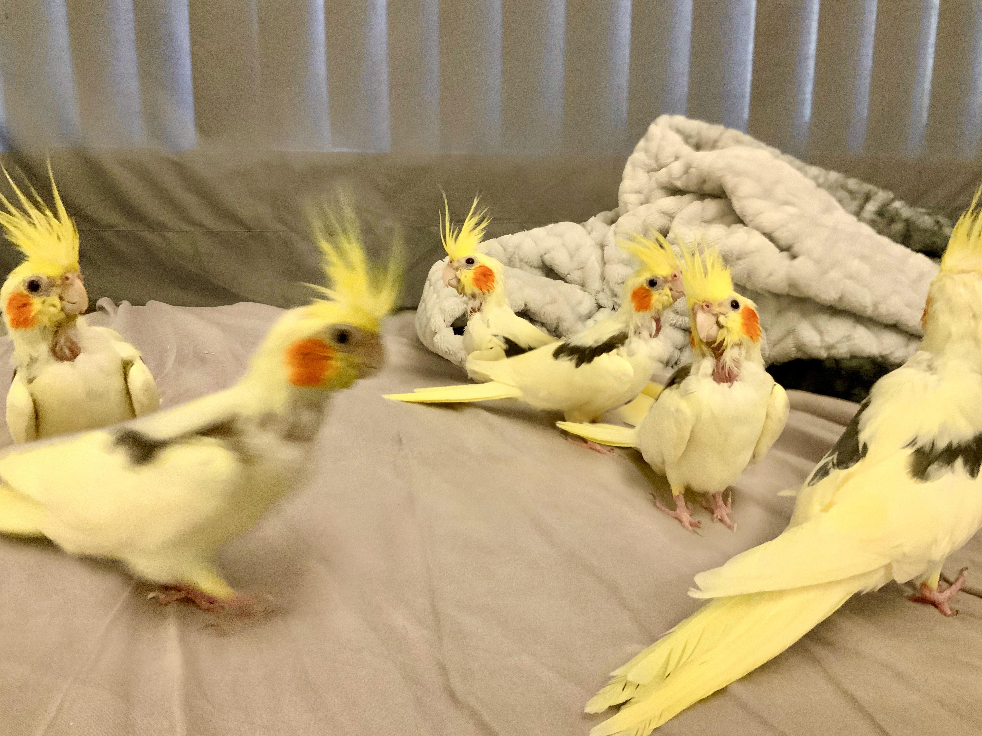 Widget and his cousins Gidget, Gadget, Fidget, Digit, and Idjit | Scrolller