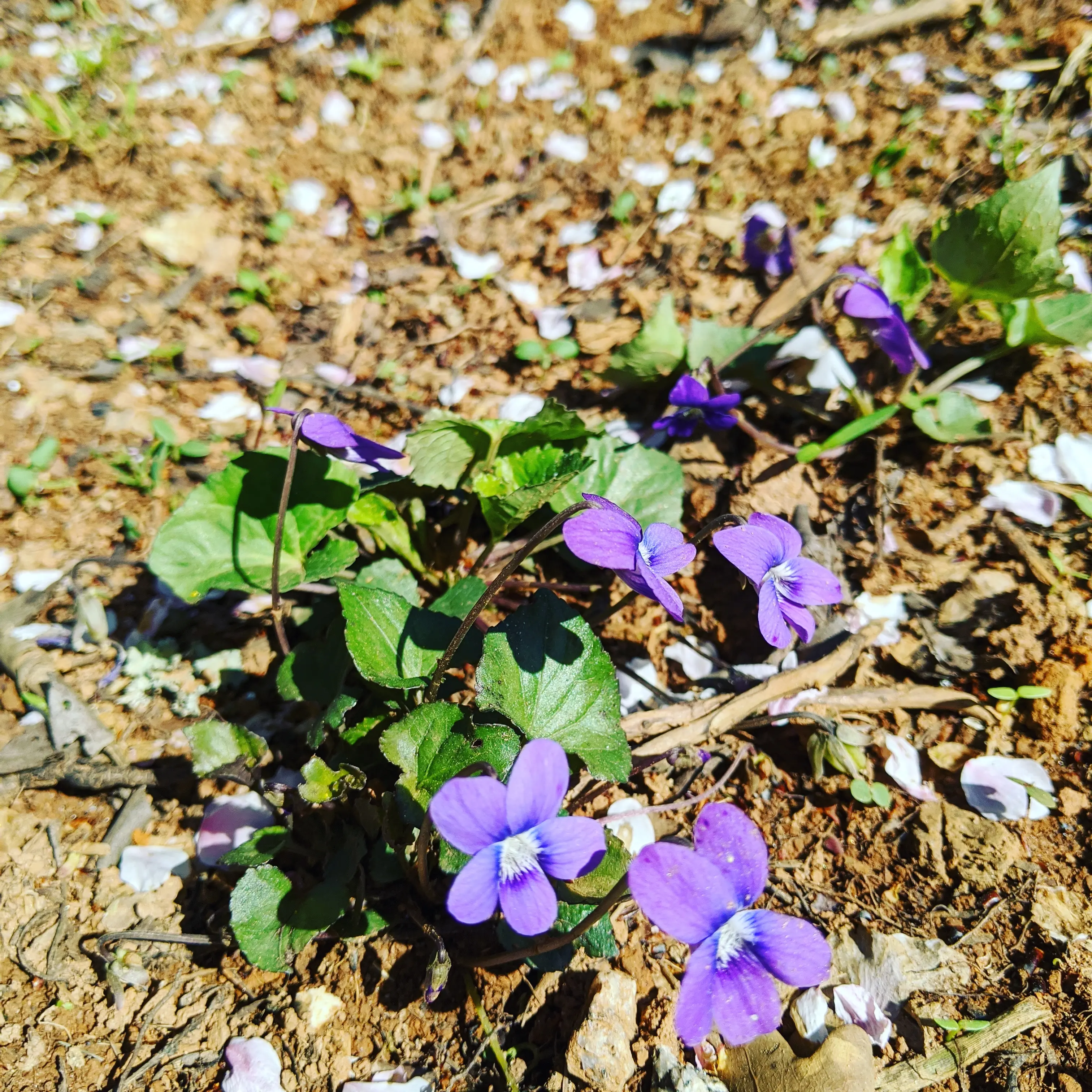 Wild violets are all over my back yard! | Scrolller