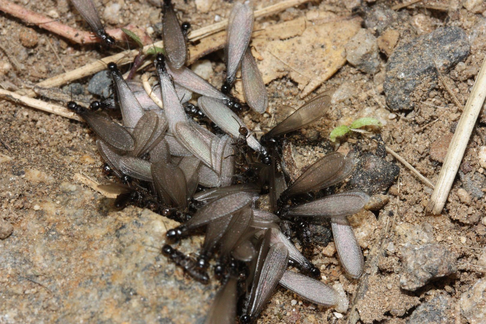 Winged termites emerge from a nest in December, at the Santa Rosa Mountains in California [oc]