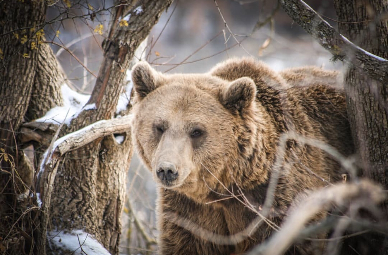 Winking bear spotted at Bear Sanctuary Prishtina!