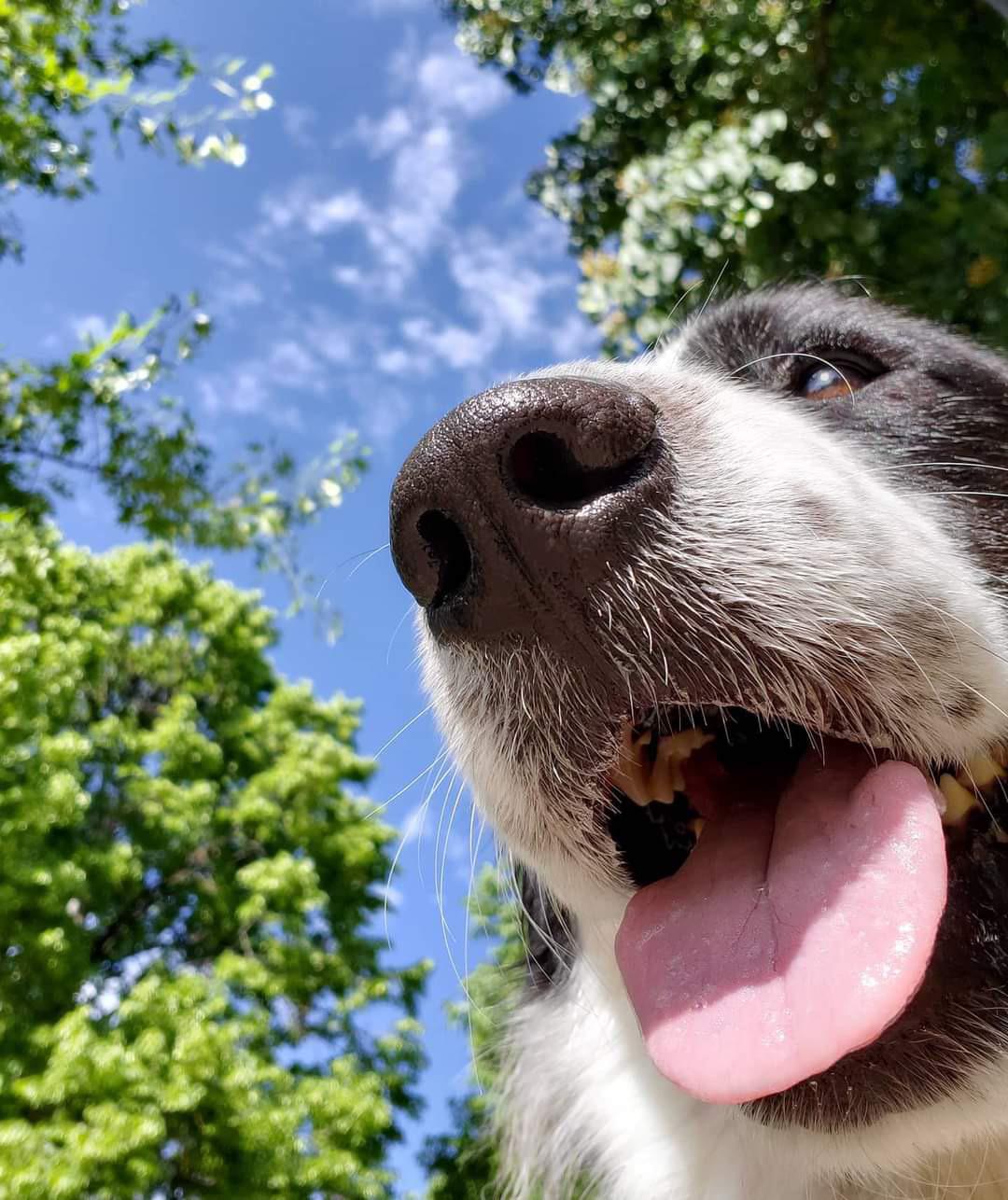 Woof IRL