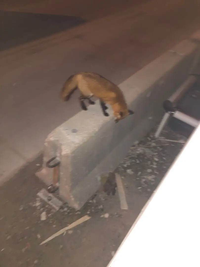 Work fox checking in on me | Scrolller