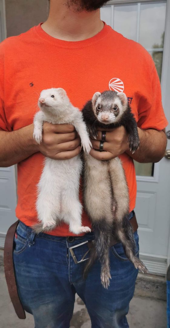 World famous fur rats :)