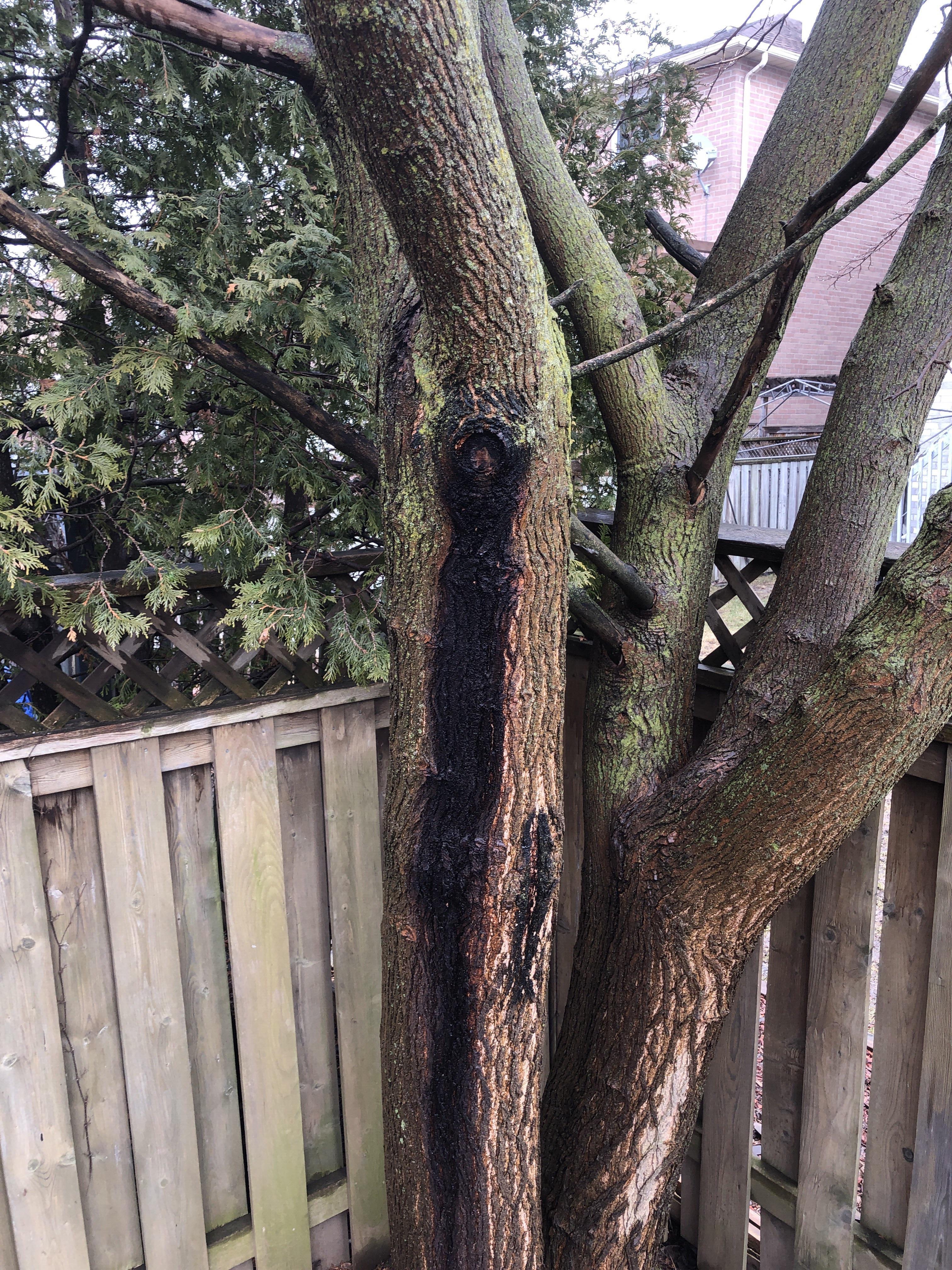 Wtf Tree Image WTF IS LEAKING OUTTA MY TREE!!! Why is it black, is this normal or ...