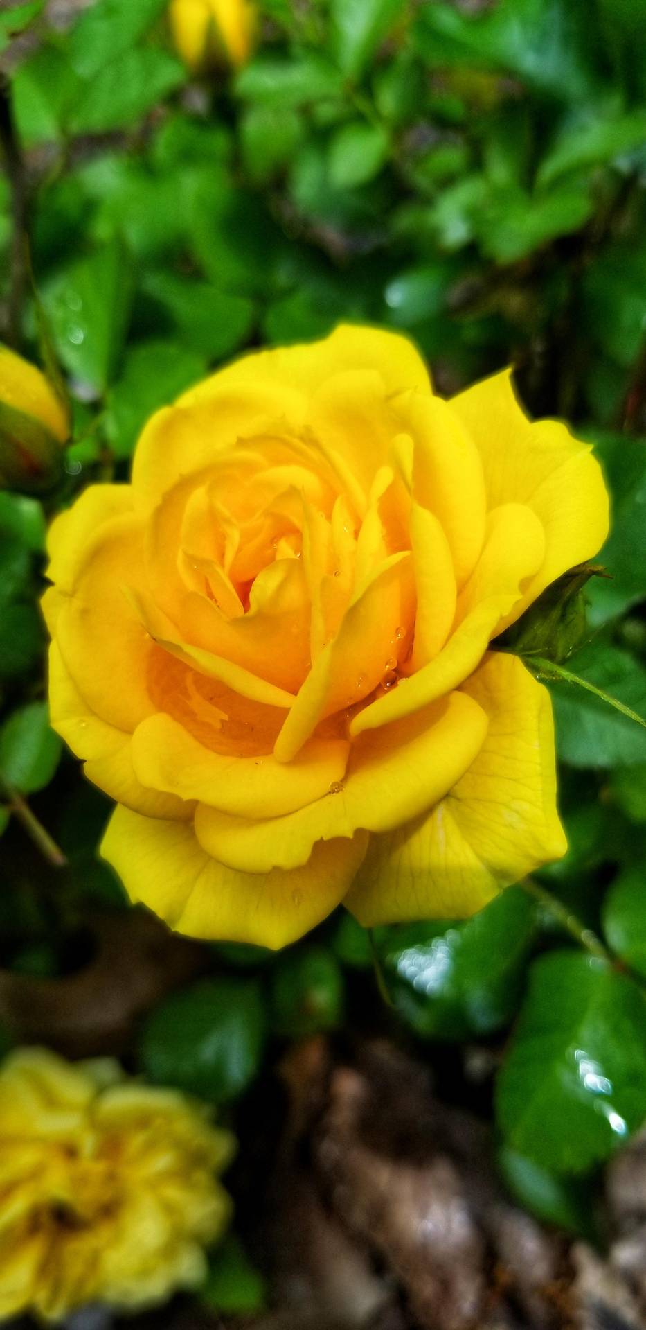 Yellow Rose