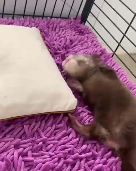 you otter like this