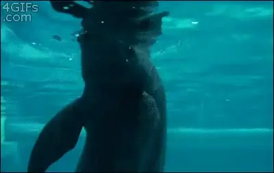 You will never hookah on the same level as these dolphins (stolen from /r/gifs)