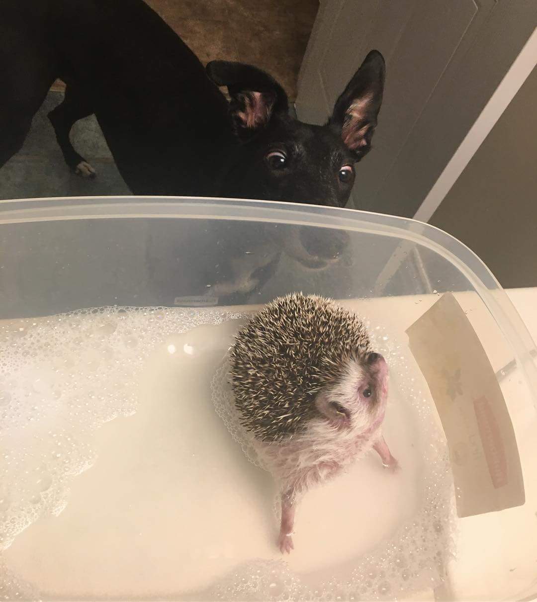 Yuri and her brother Mr Pricklepants!