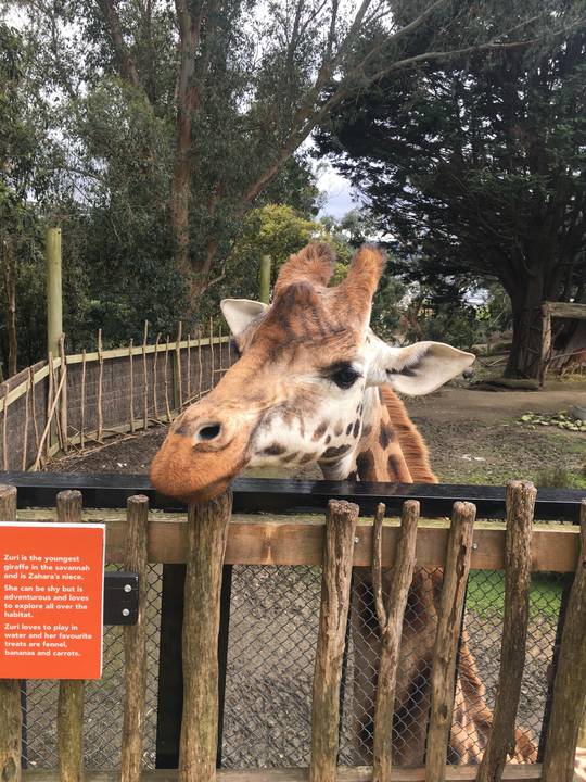 Zahara at Wellington Zoo, NZ, saying ‘what’s up?’