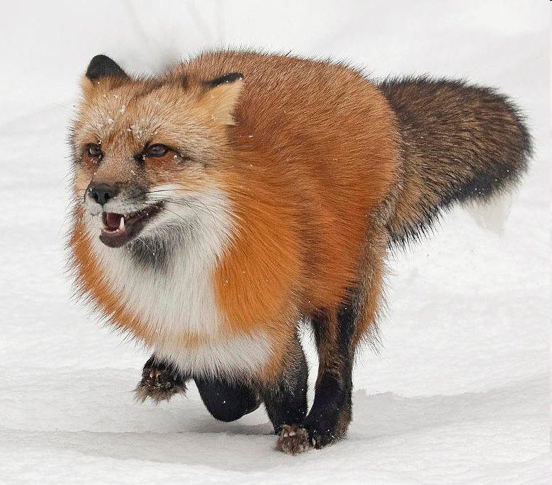 Zooming through the snow