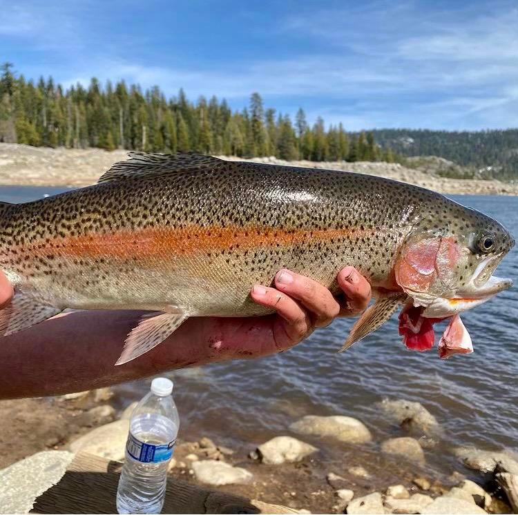 21 inch wild rainbow trout caught by my five year old cousin (story ...