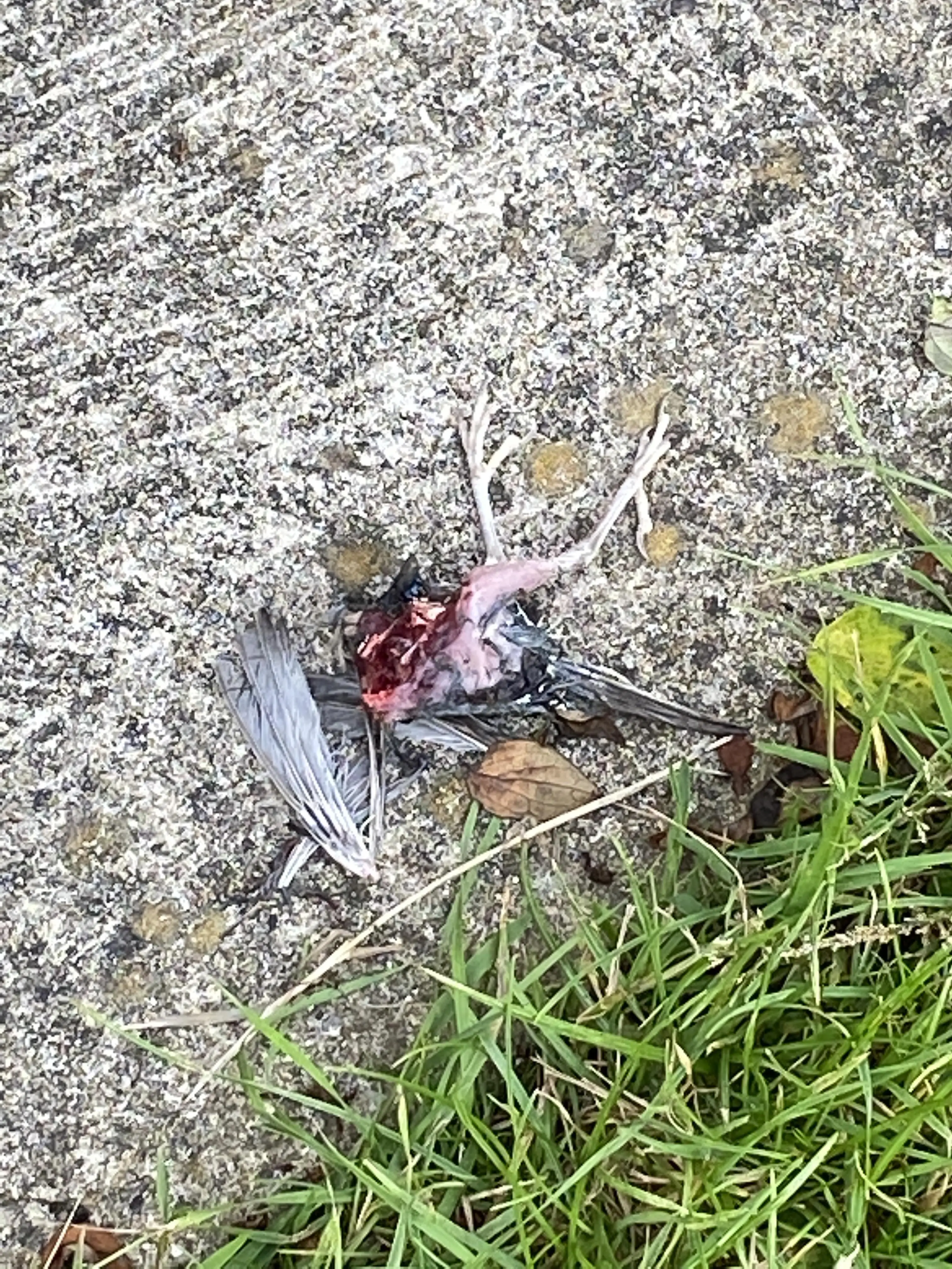 [50/50] BERRIES ON PATH [SFW] | HALF A BIRD [NSFW]