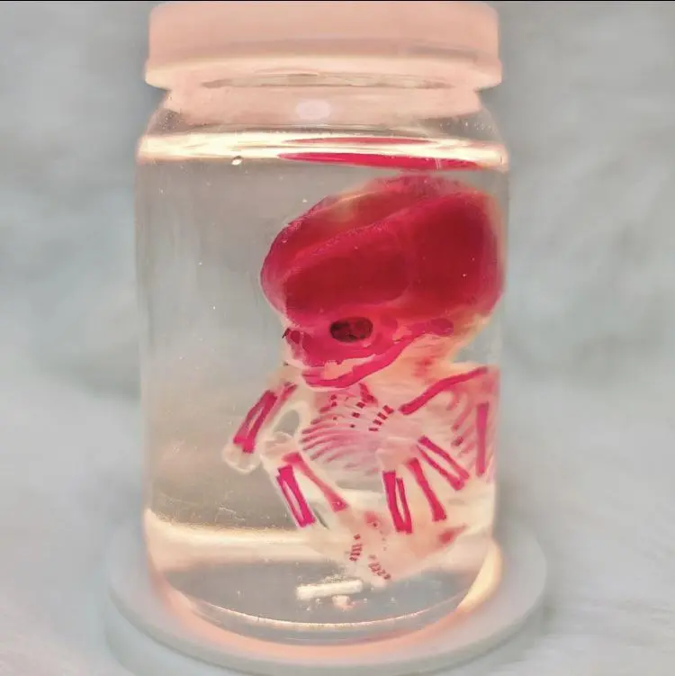[50/50] Delicious looking jelly donut from Tim Horton’s (SFW)| Diaphonized human fetus (NSFW)