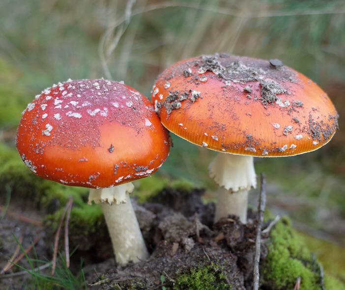 [50/50] red swollen balls due to a rash (nsfw) | (sfw) a nice picture ...