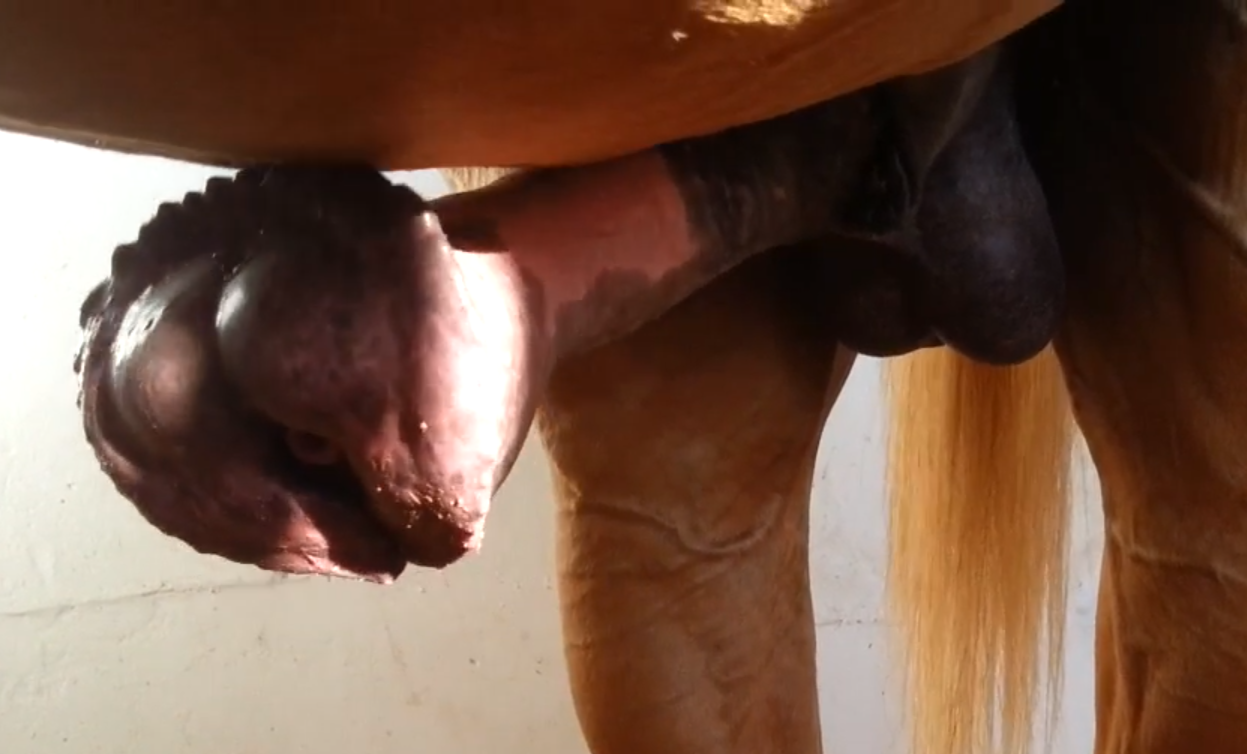 Horse Cock Balls Deep