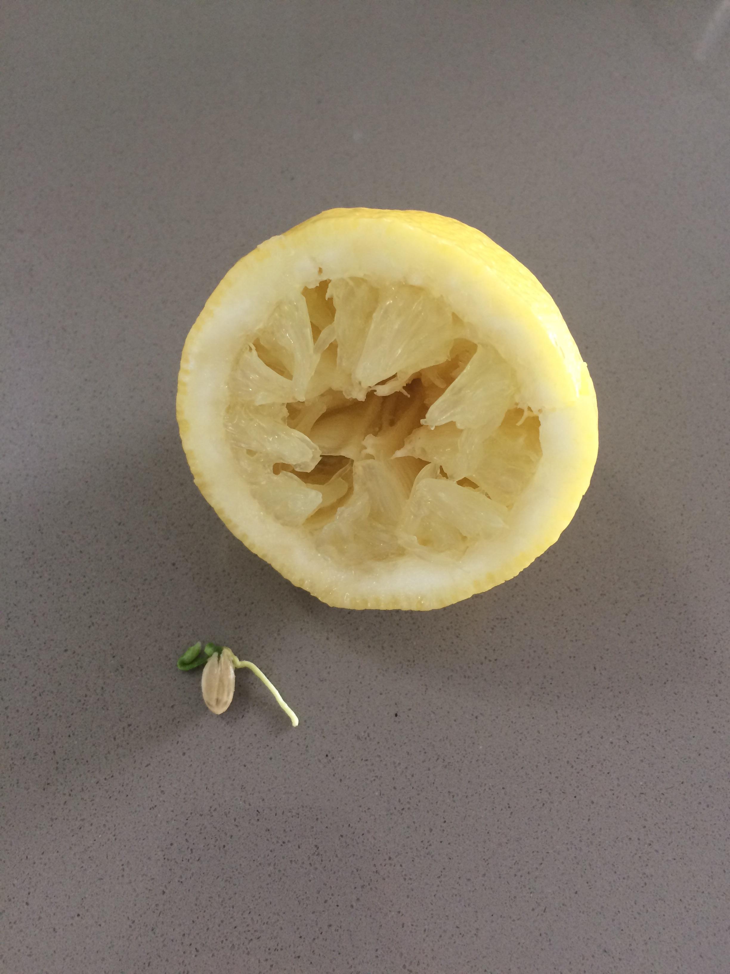 A lemon seed sprouted inside a lemon. | Scrolller