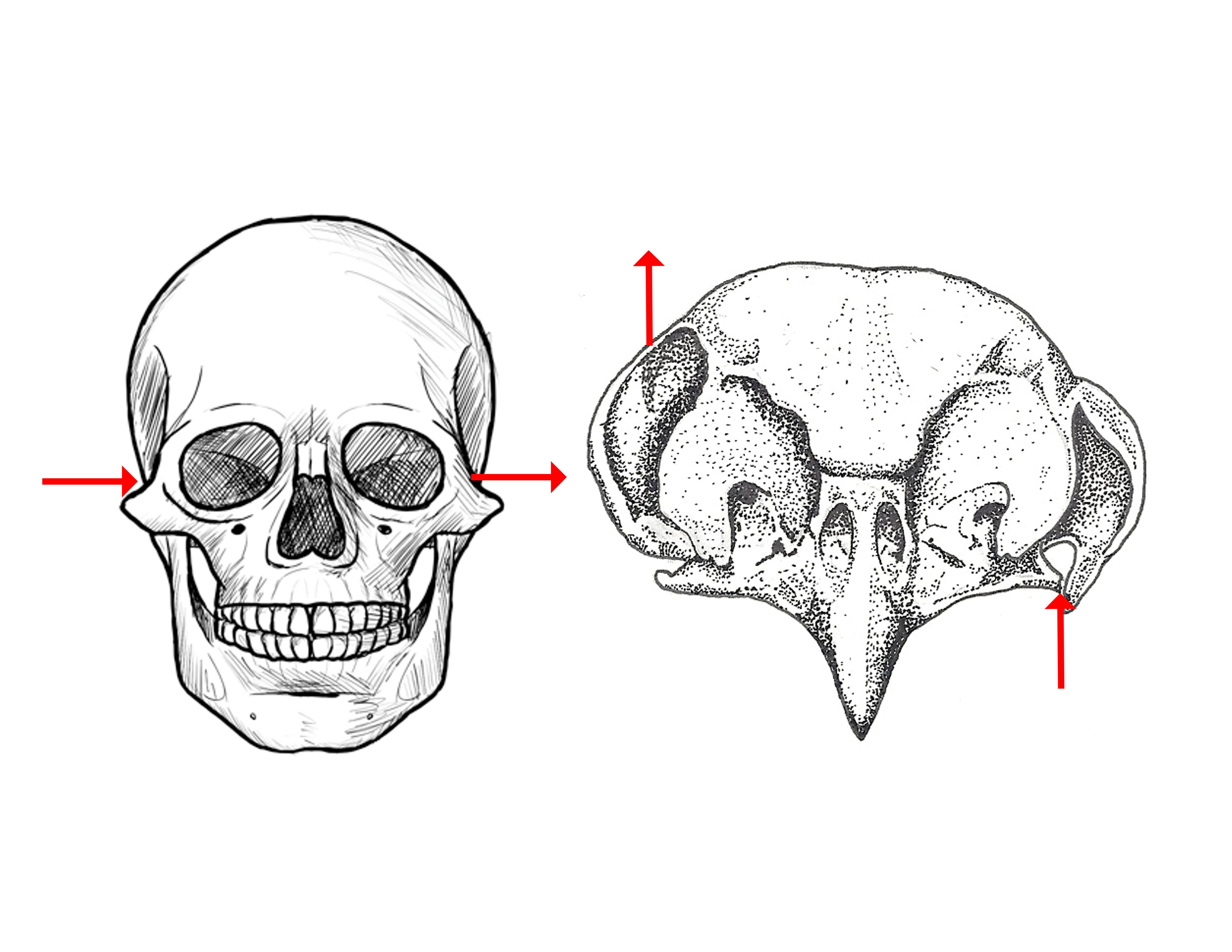 a-little-diagram-i-made-showing-how-owls-have-evolved-an-asymmetrical