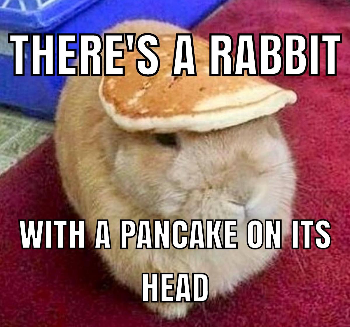 A rabbit with a pancake on its head | Scrolller