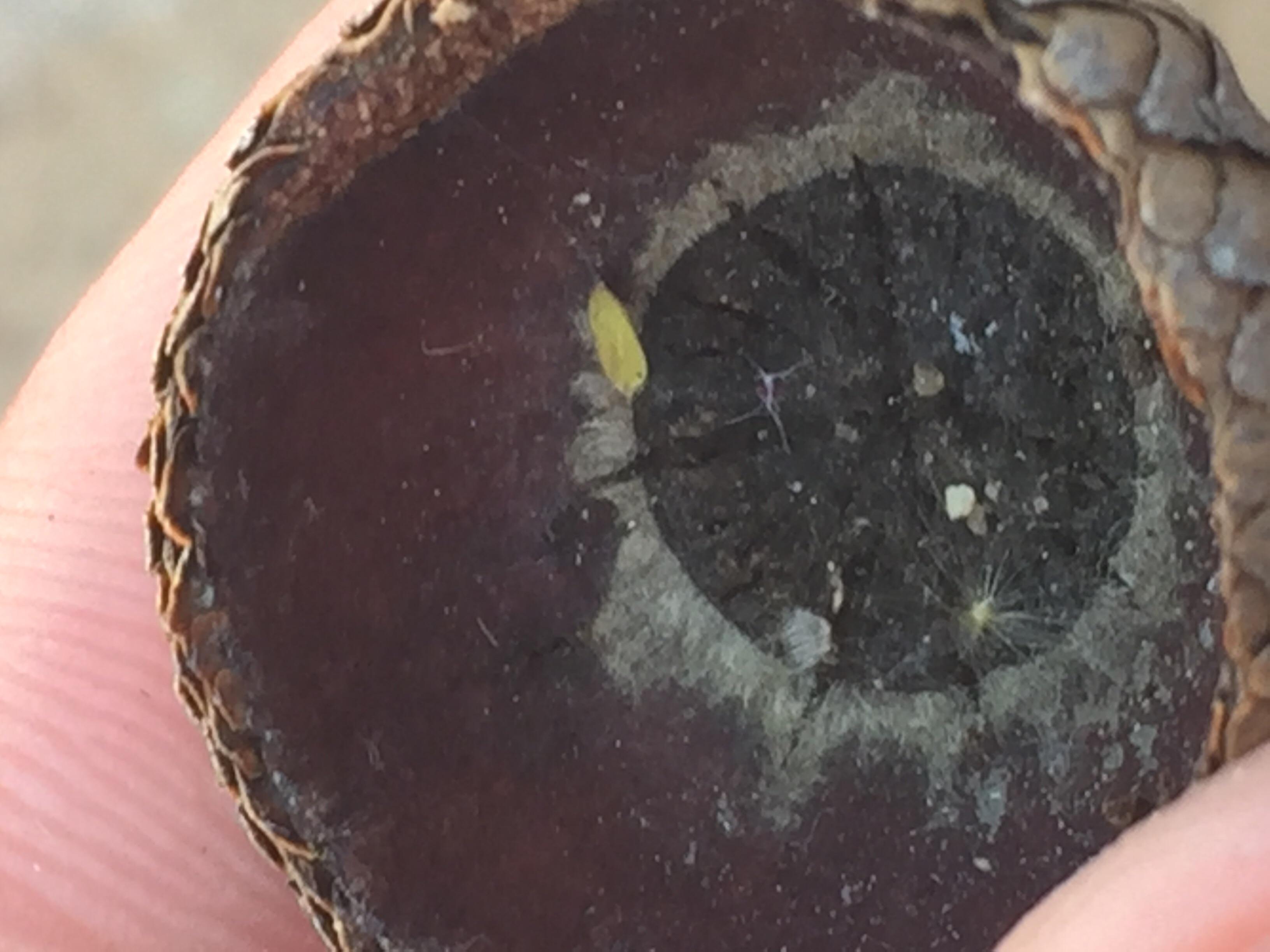 A spider who has made its home inside a acorn shell. | Scrolller