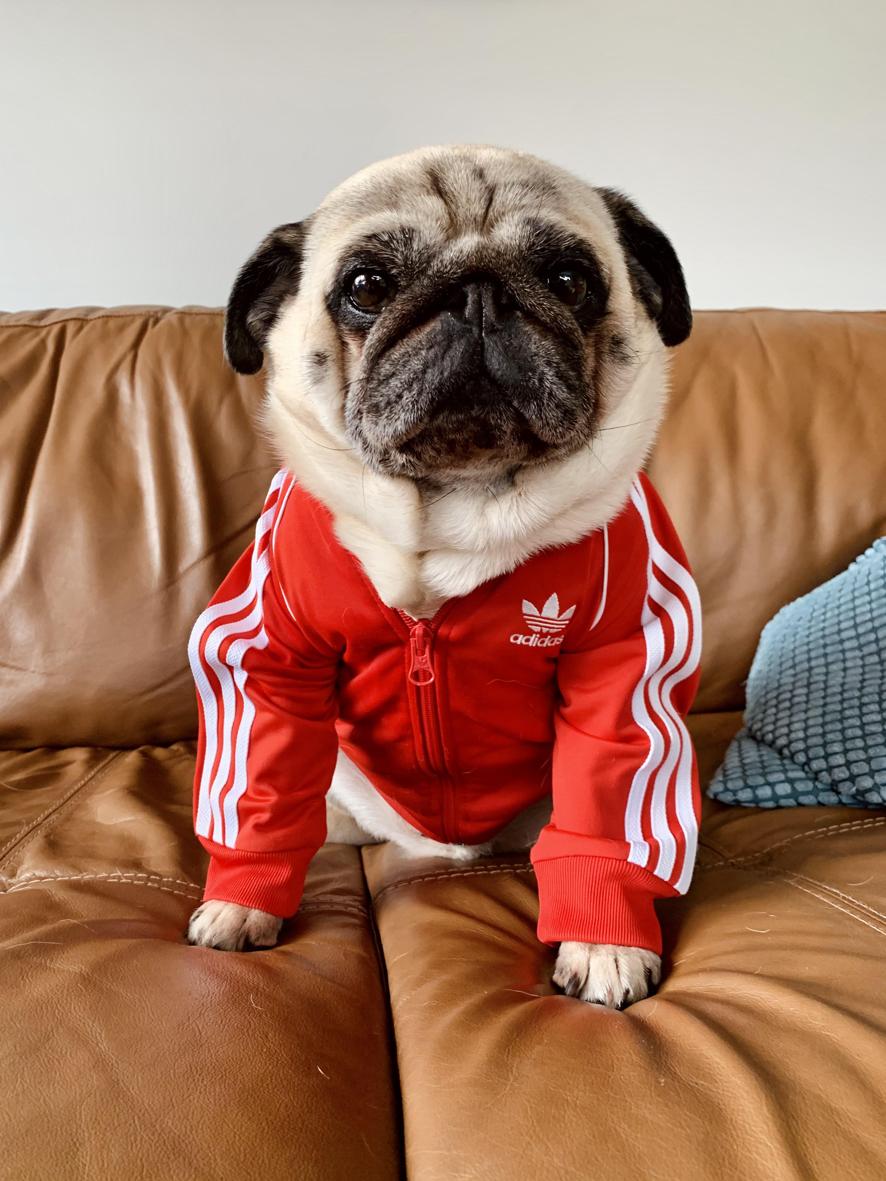 Adidas Pug | Scrolller