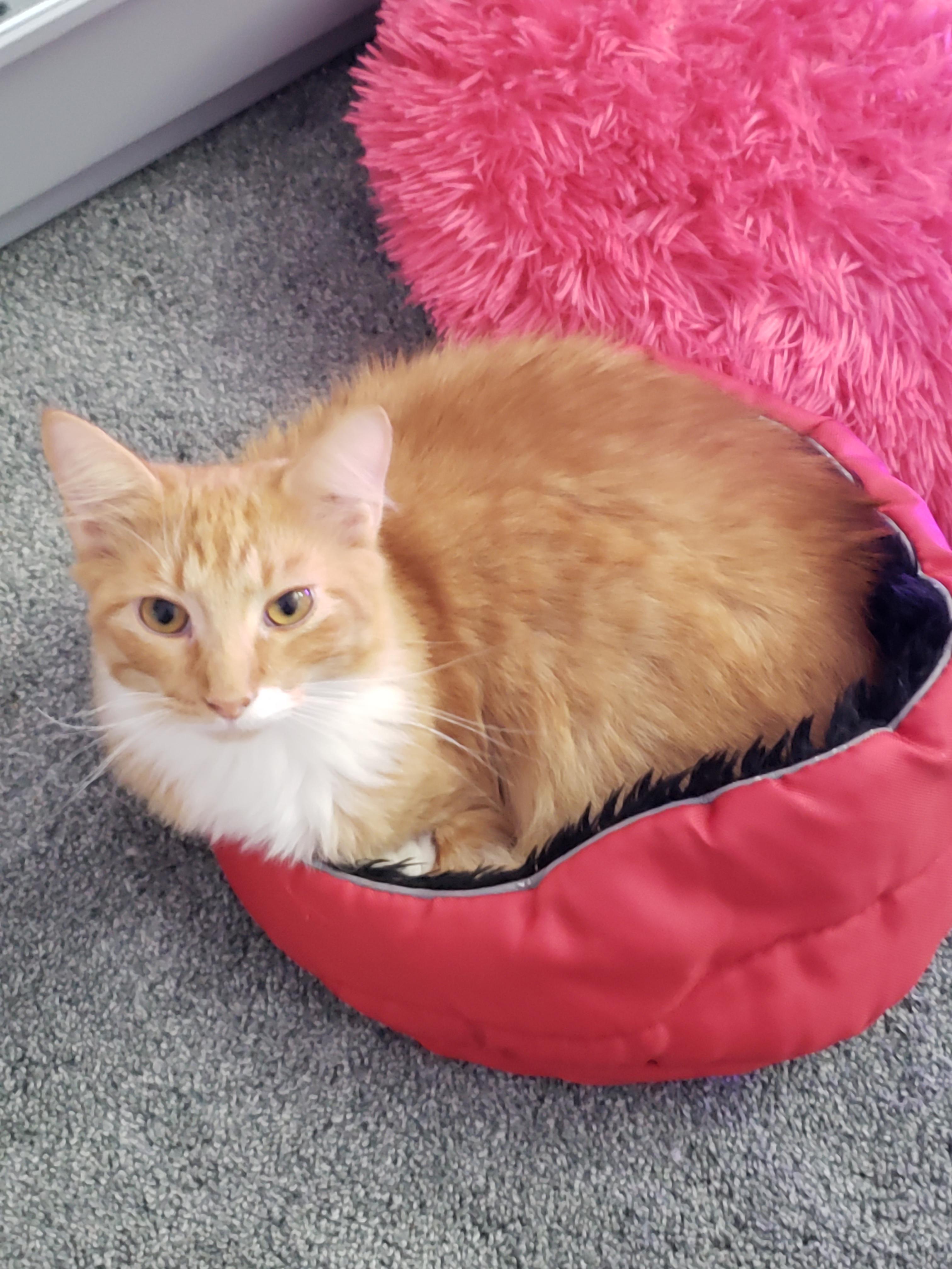 Alexi always has the coziest nap spots | Scrolller