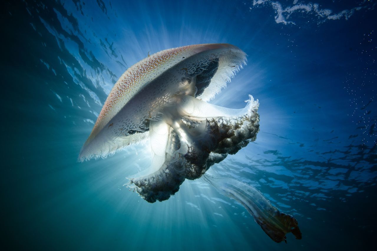 🔥 Alien-looking Haeckel’s Jellyfish floating near Adelaide, Australia ...