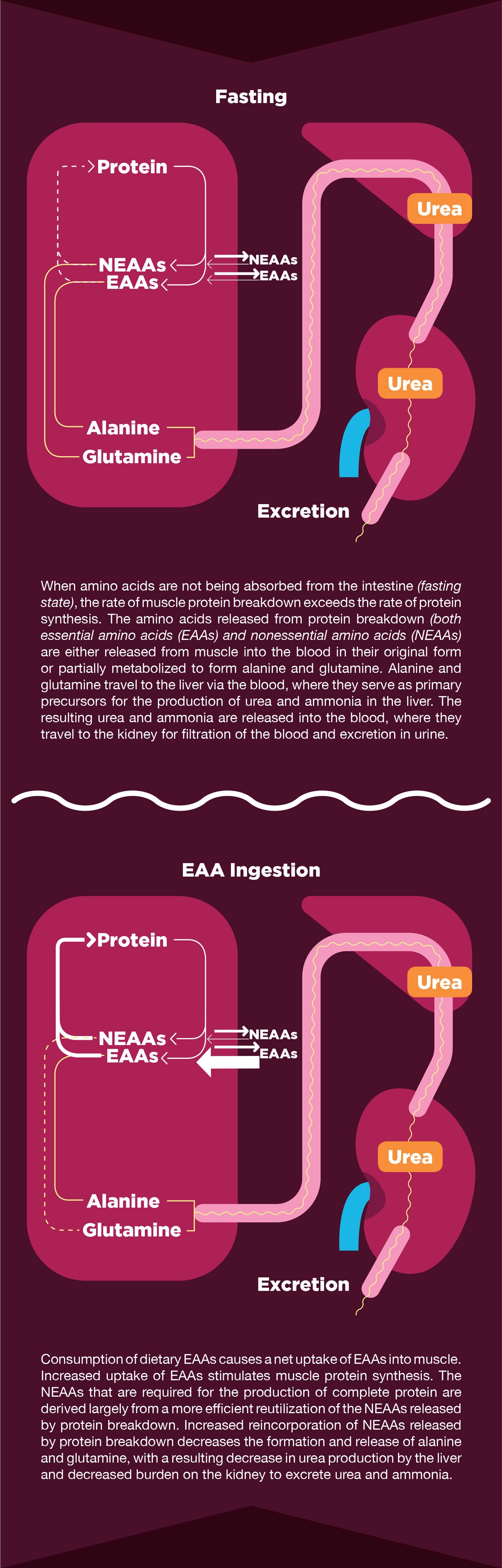 Kidney visual data 3