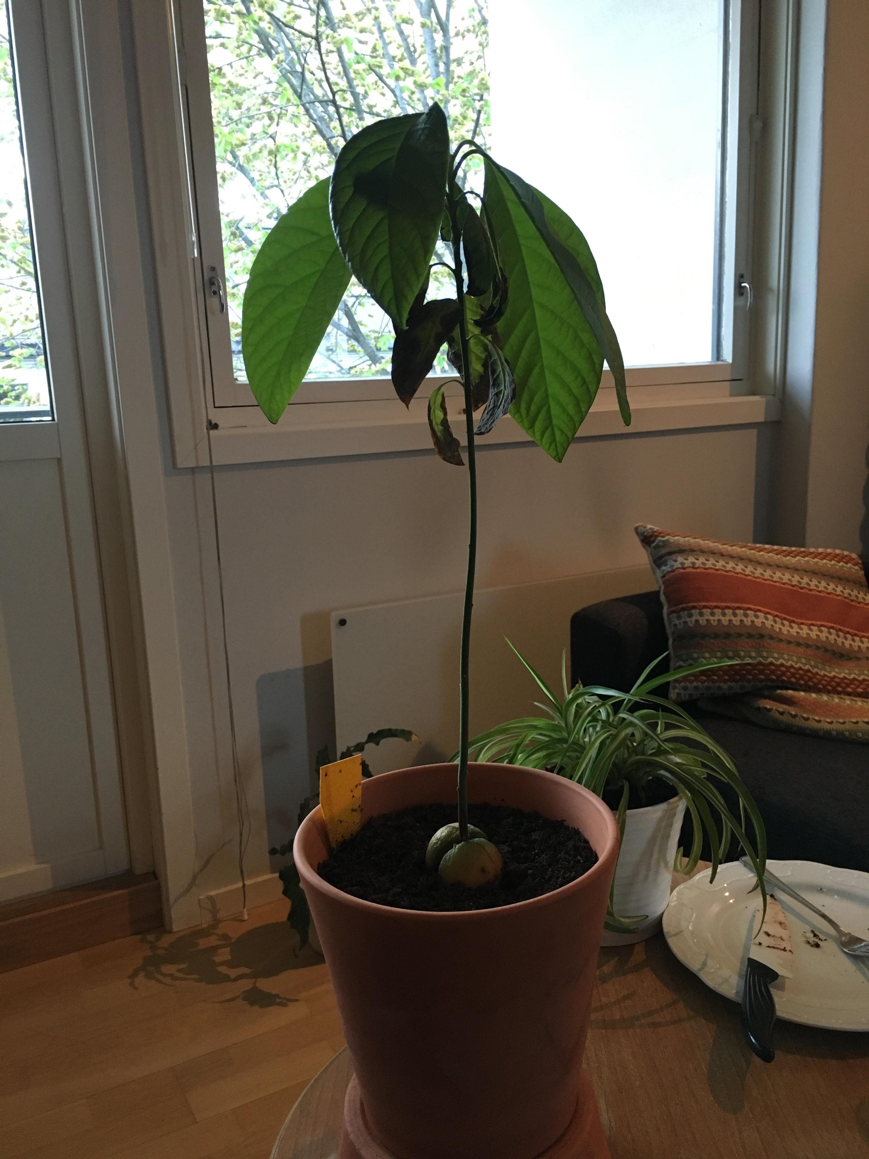 Any idea why my avocado plant is looking moody? It’s gotten large