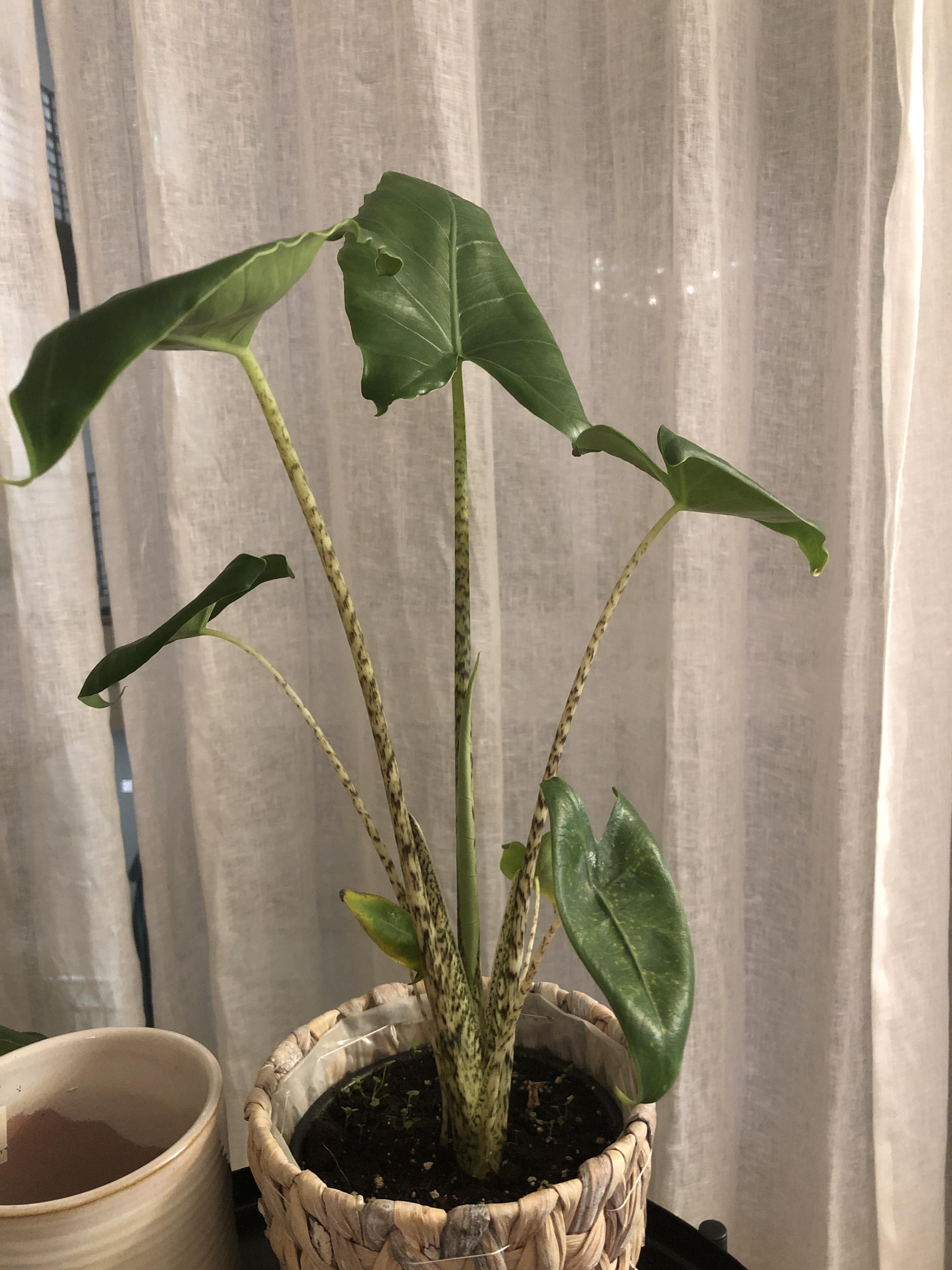 Anyone know what type of plant this is and how to take care of it? Got ...